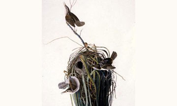 Spotlight Tour: Avian Adventures
